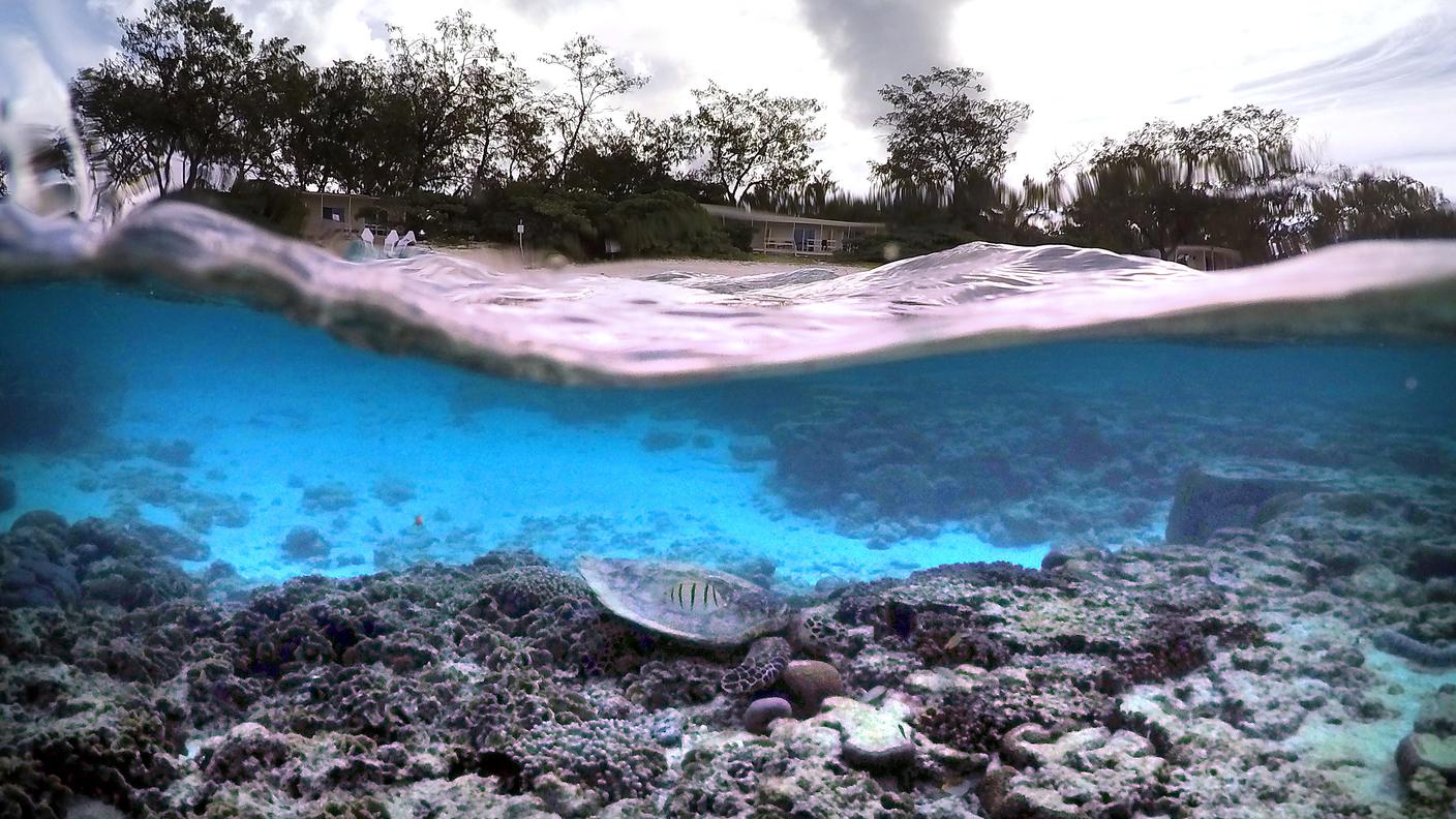 La barriera corallina sta perdendo il suo caratteristico colore rosso
