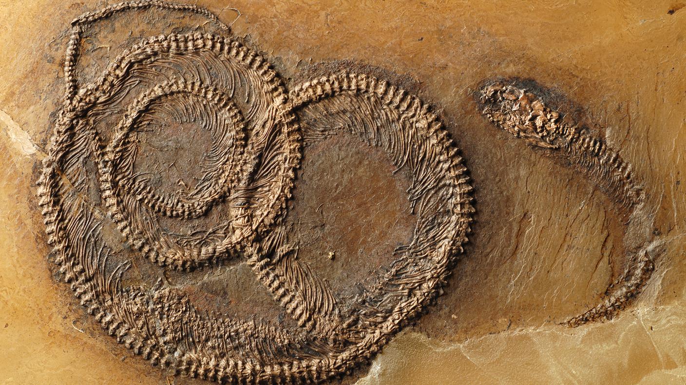 Il reperto risale a 48 milioni di anni fa