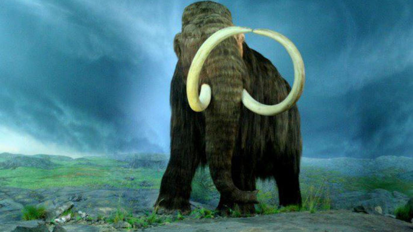 Il mammut lanoso potrebbe rinascere