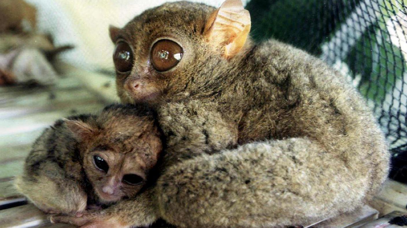 Omini in miniatura anche nel DNA