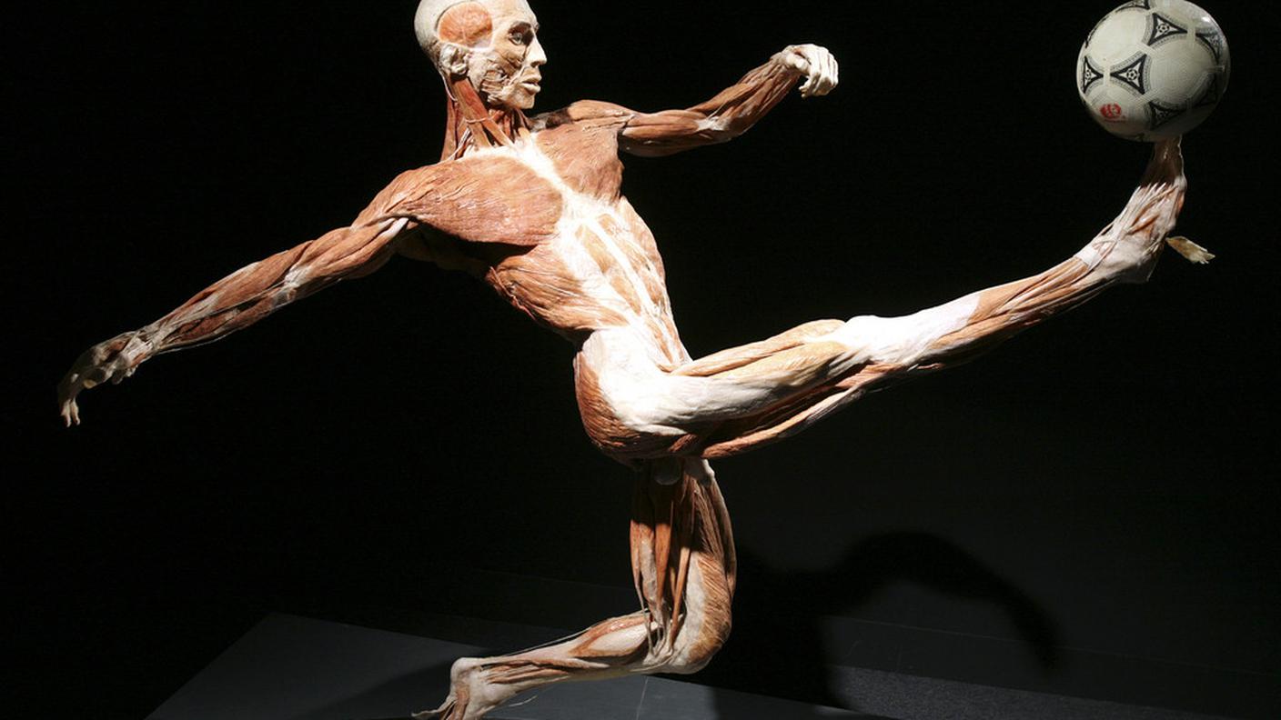 Real Bodies 5