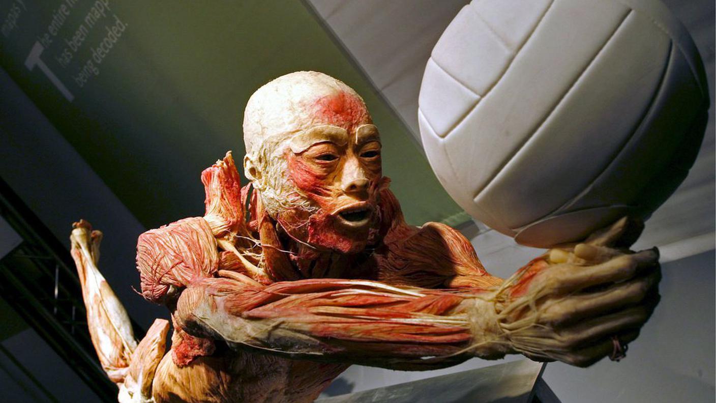 Real Bodies 4