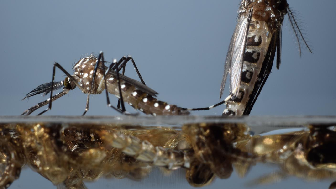 Pupa di zanzara transgenica