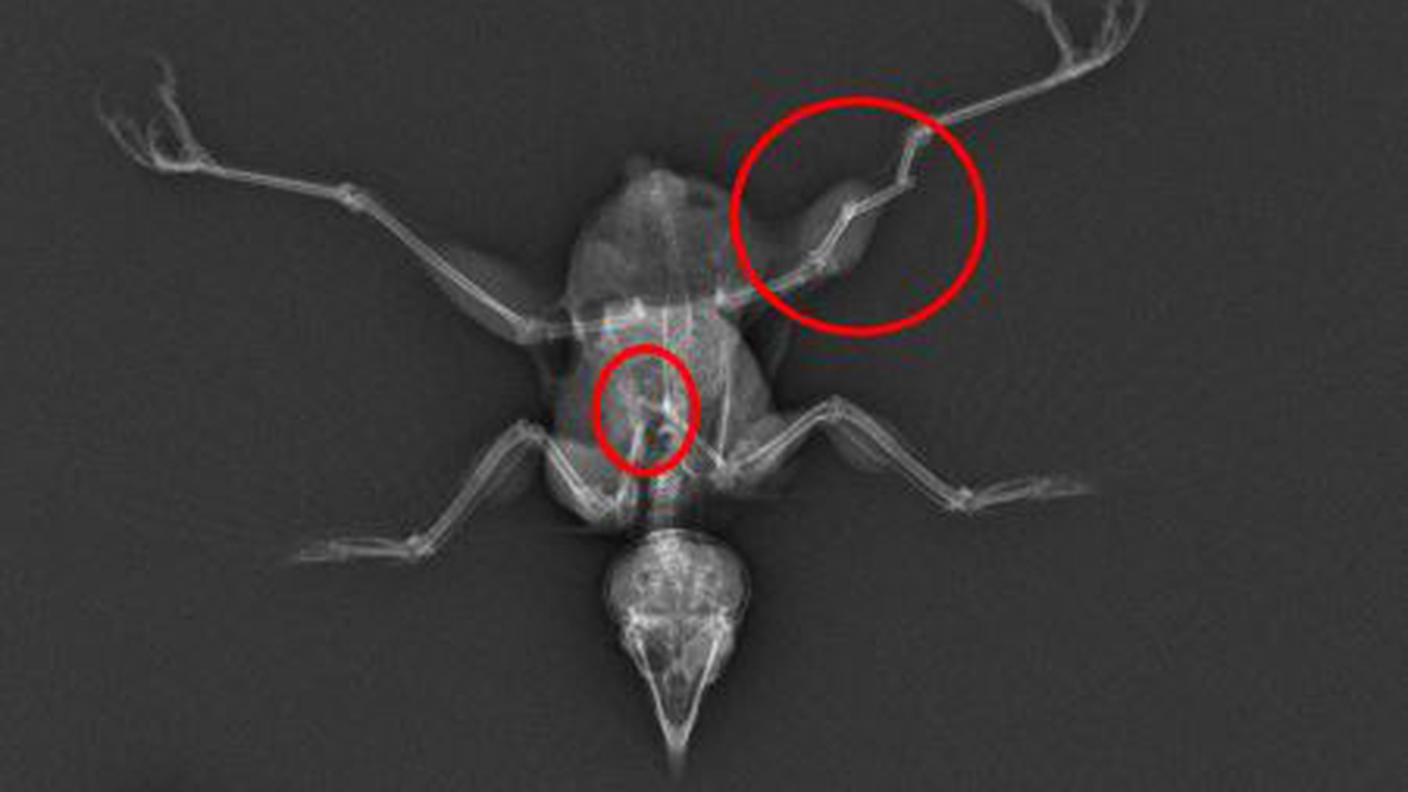 Le radiografie mostrano le fratture provocate dall'impatto delle pale