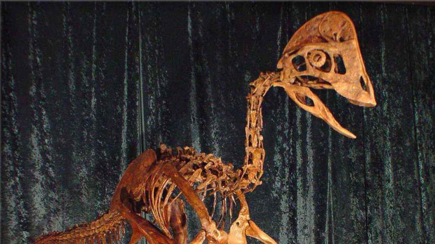 A 12 anni senza denti (immagine d'archivio)