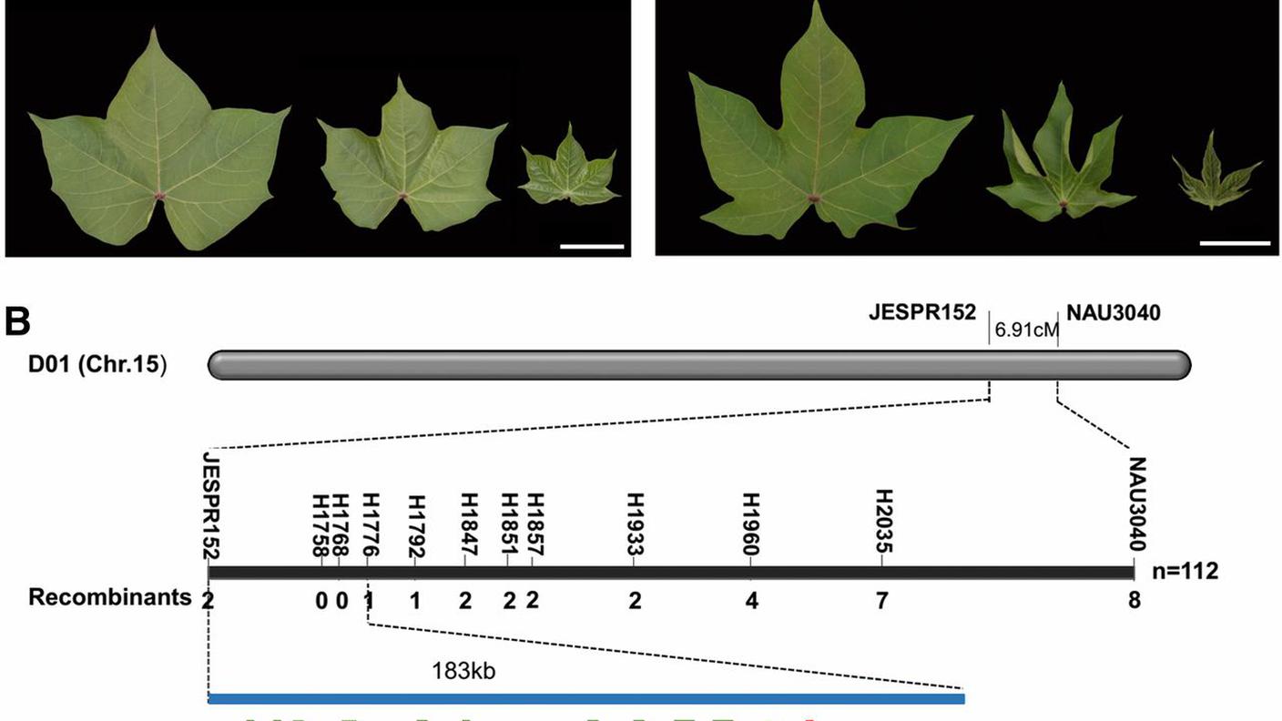 La parte di gene manipolato della pianta okra