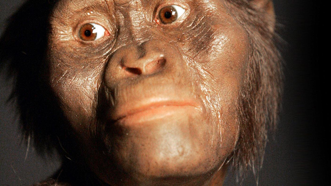 Australopithecus afarensis, anche conosciuto con il nome Lucy