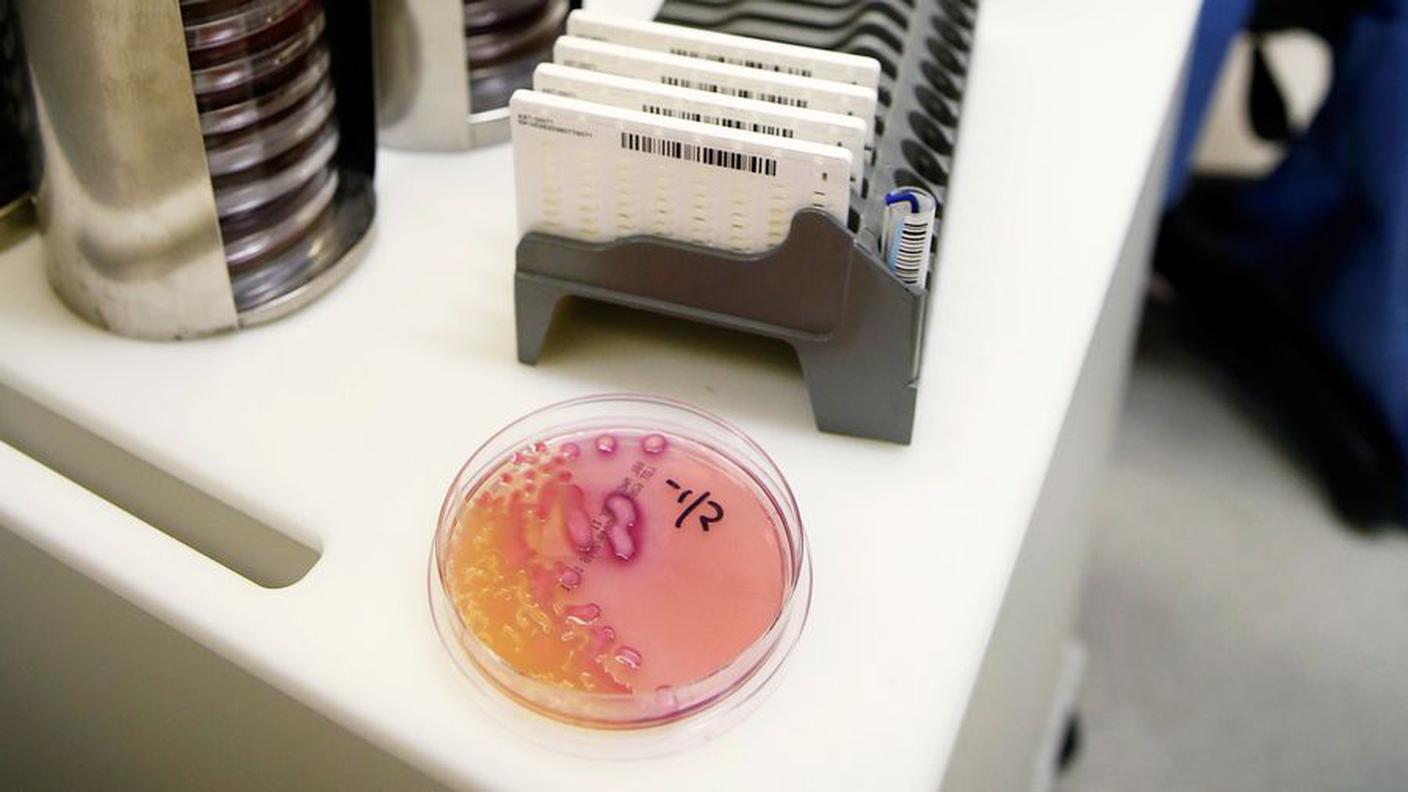 Una colonia di batteri Klebsiella pneumoniae