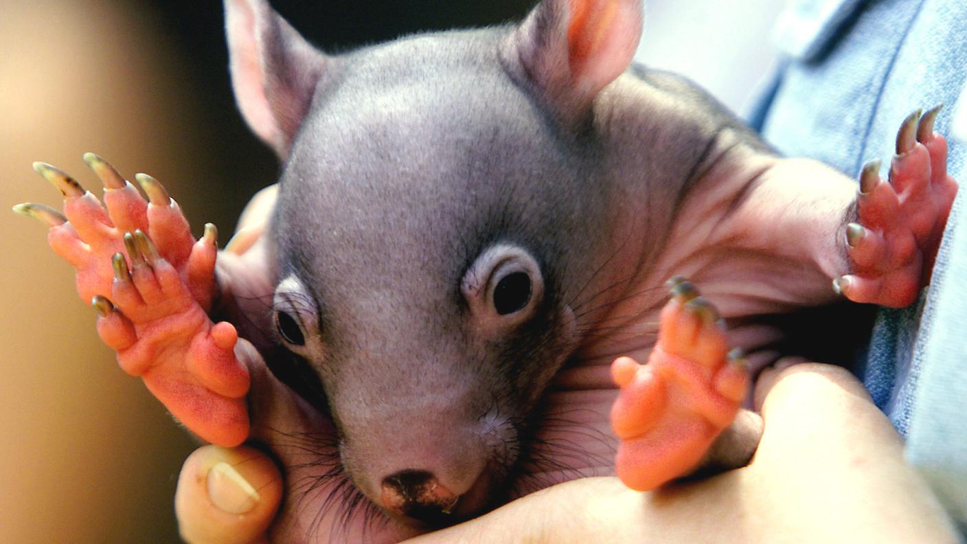 Un wombat contemporaneo