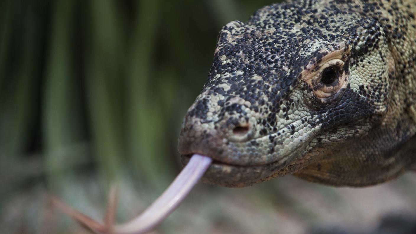 drago di komodo