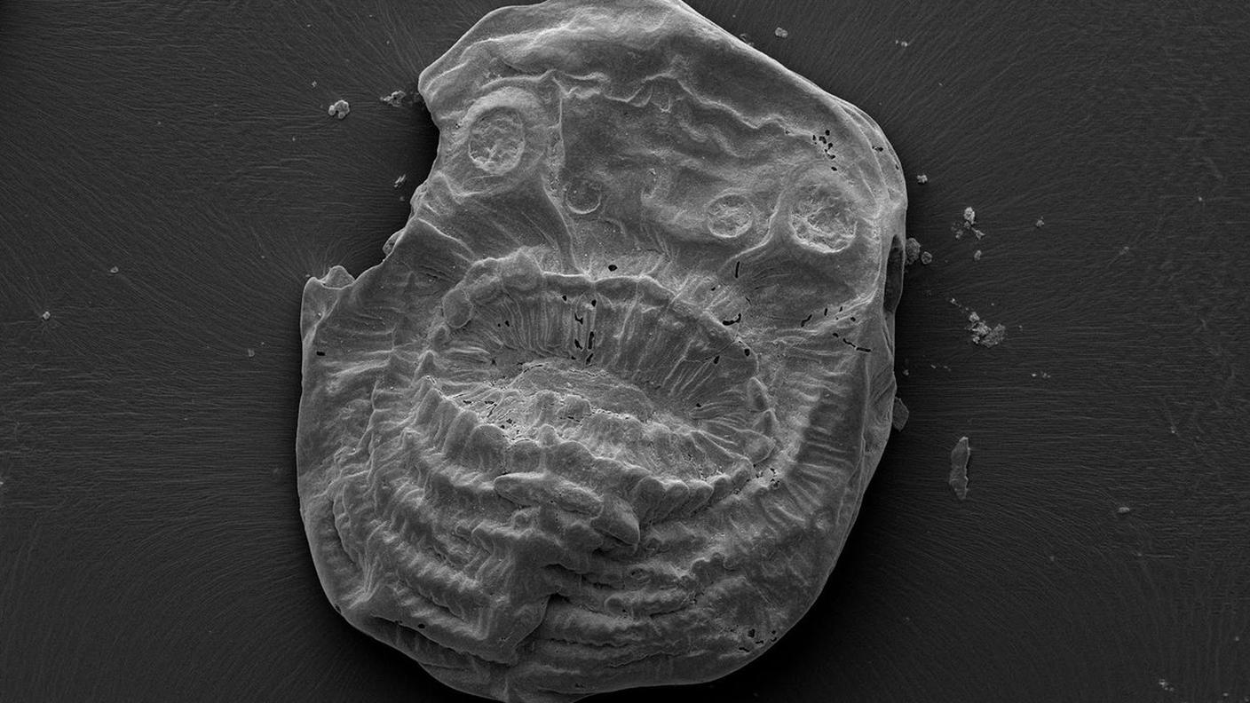 L'impronta fossile