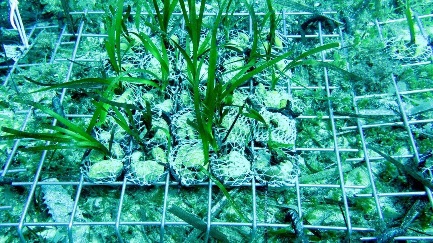 Ottimo bioindicatore della qualità delle acque marine