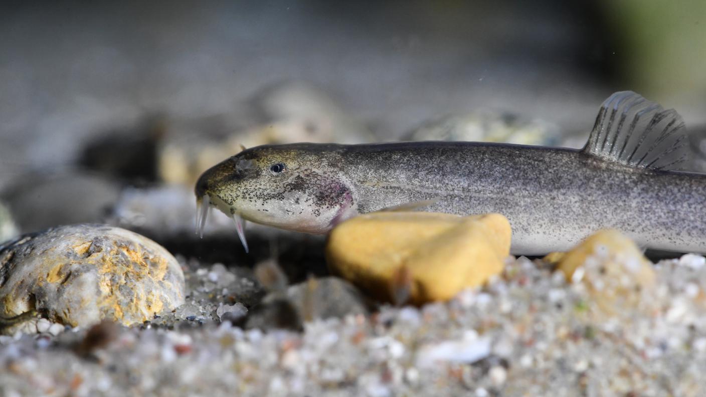 Il pesce scoperto in una grotta del sud della Germania