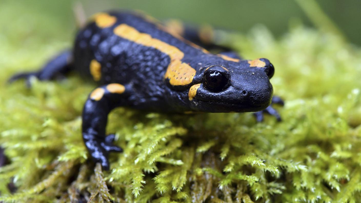 La salamandra europea