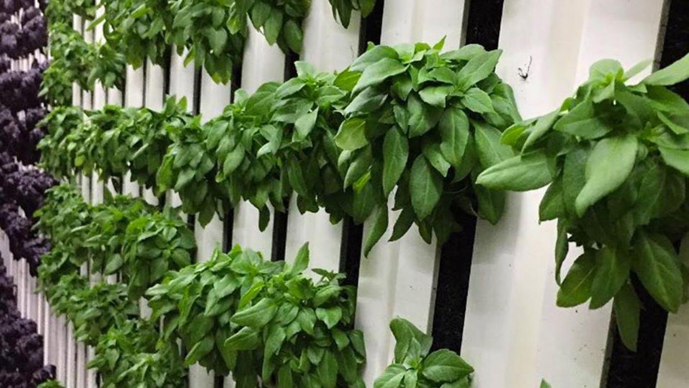 Le piante vengono coltivate in ambienti chiusi (dei container) e controllati