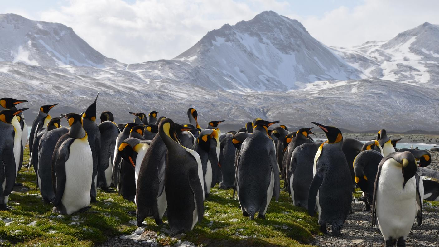 Antartico sempre più verde