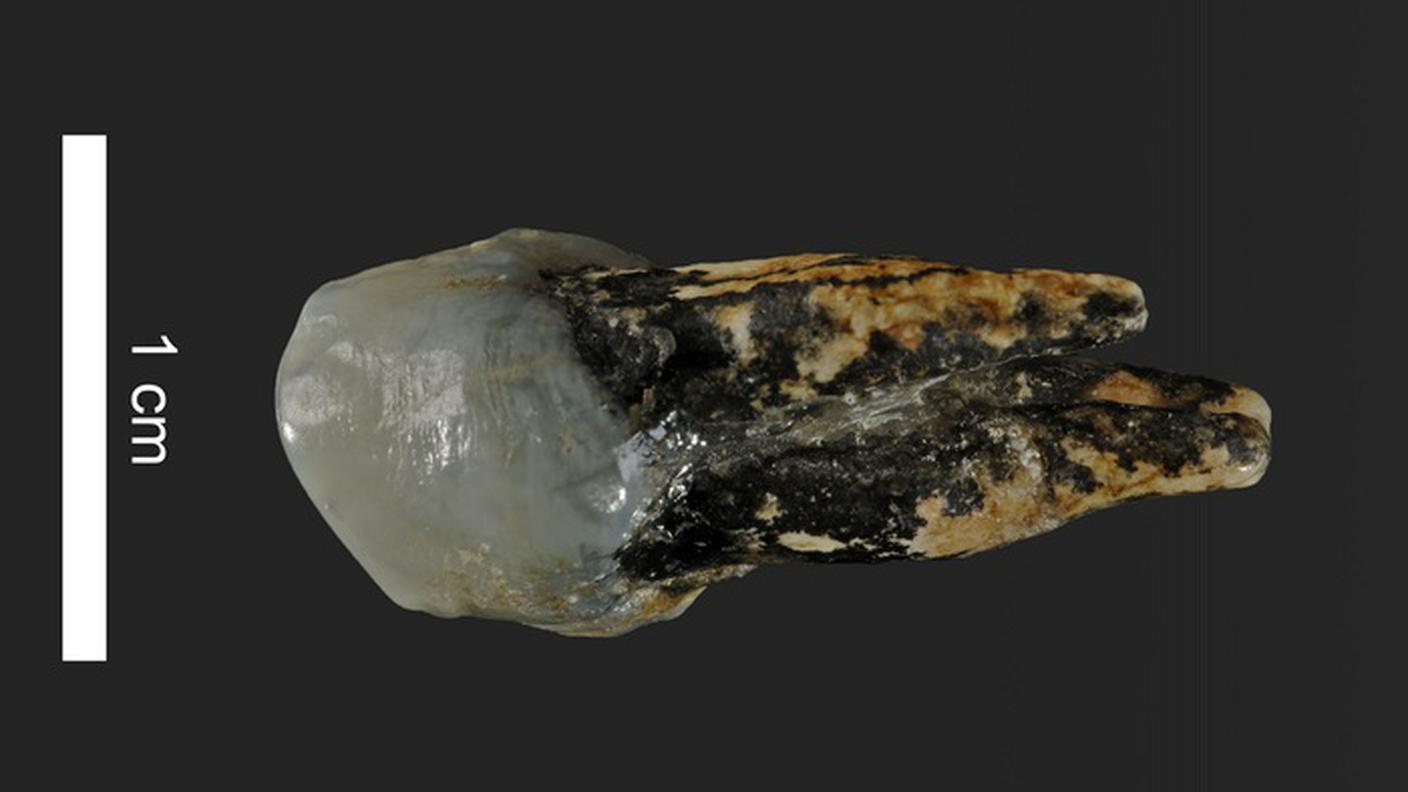 Il premolare del Graecopithecus che risale a 7,2 milioni di anni fa