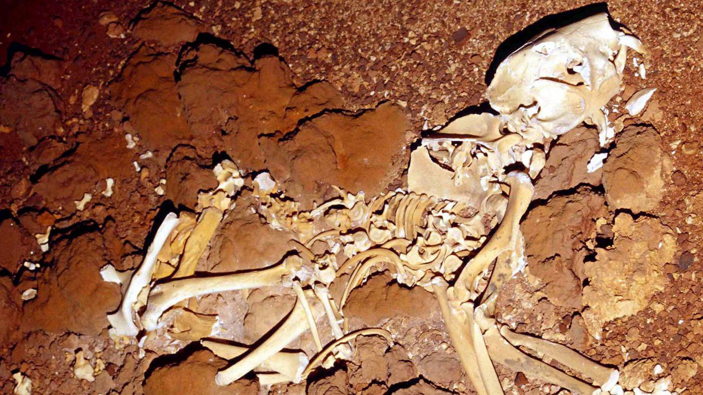 Viveva in compagnia del canguro preistorico e del leone marsupiale