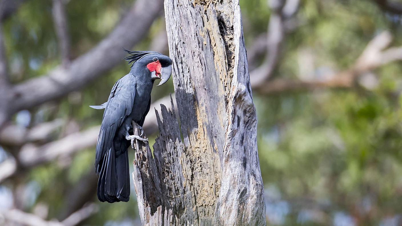 Probosciger aterrimus alias cacatua delle palme