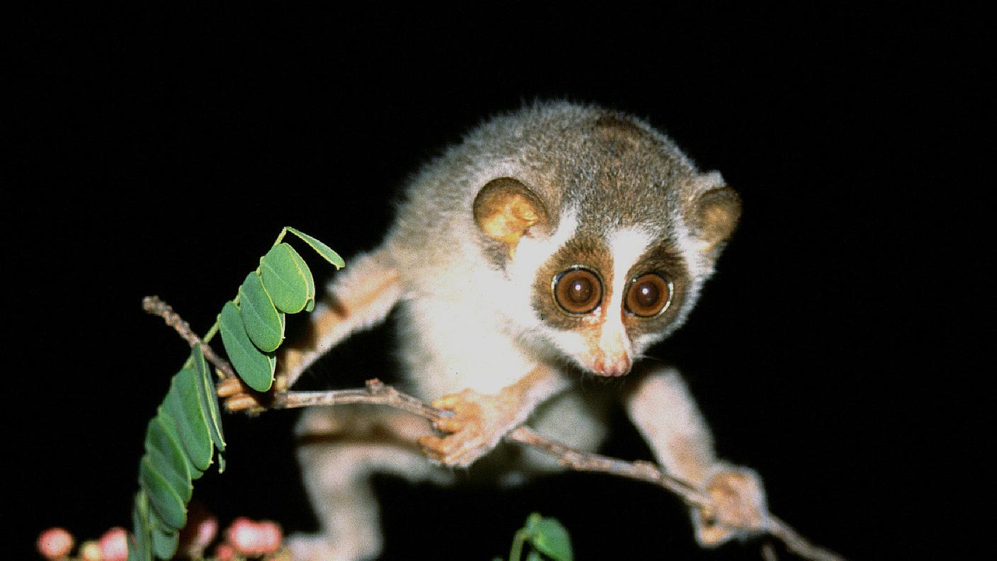 Loris_lydekkerianus_nordicus_003.jpg