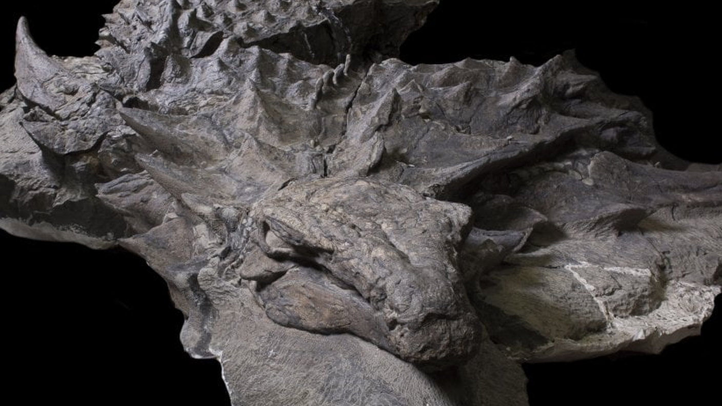 La Borealopelta markmitchelli è esposta al Royal Tyrrell Museum, in Canada 