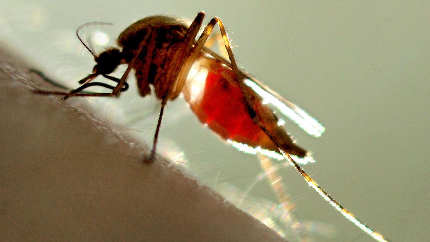Una zanzara infetta