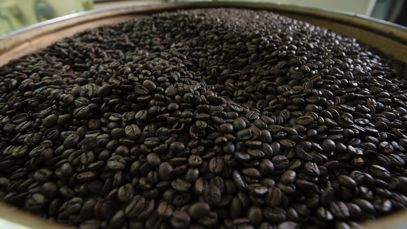 Il caffé mal sopporta i cambiamenti climatici in corso