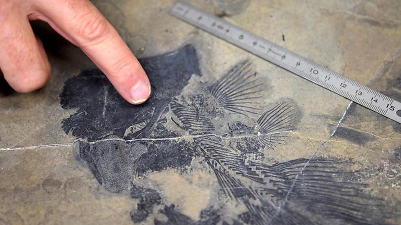 Uno dei fossili trovati nei Grigioni
