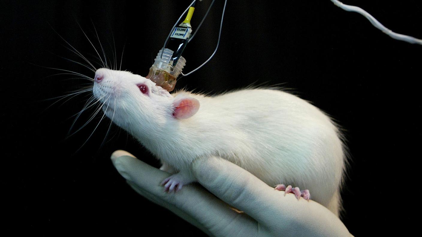 I minicervelli hanno le dimensioni di una lenticchia