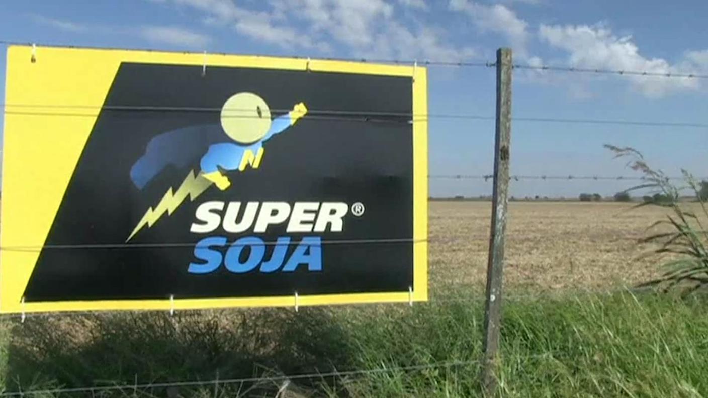La soia OGM resiste al glifosato