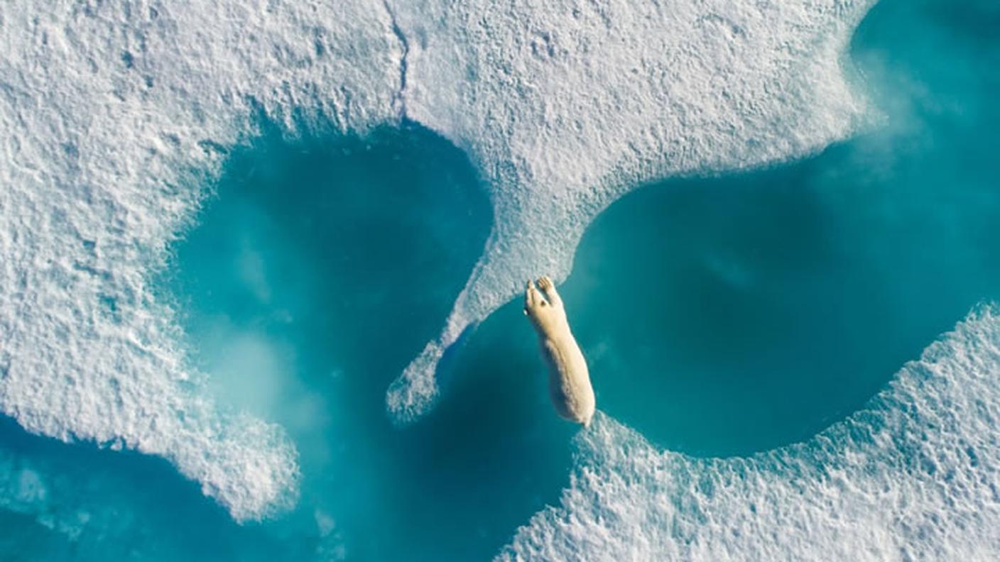 L'orso bianco Nanuk che passa da un blocco di ghiaccio all'altro
