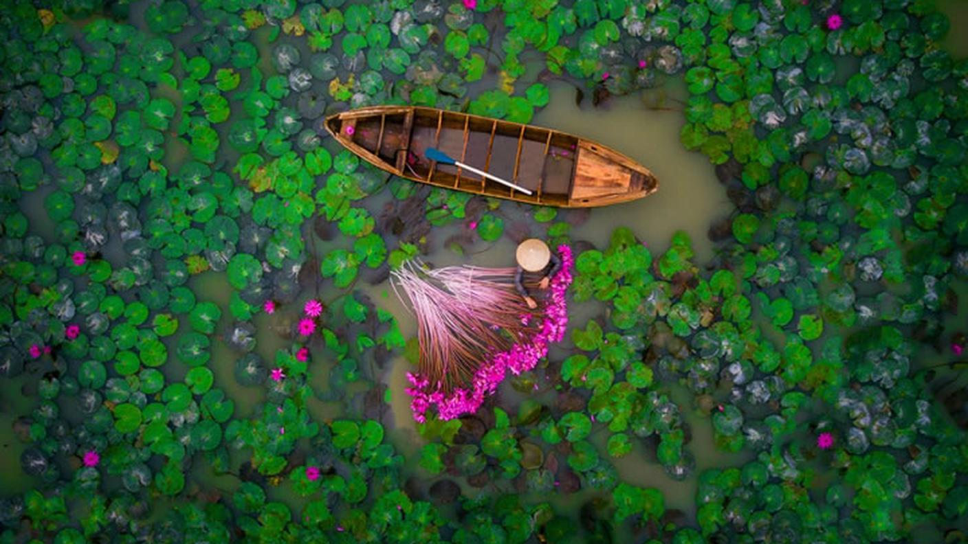 Vietnam, fiume Mekong; una donna raccoglie ninfee nel delta