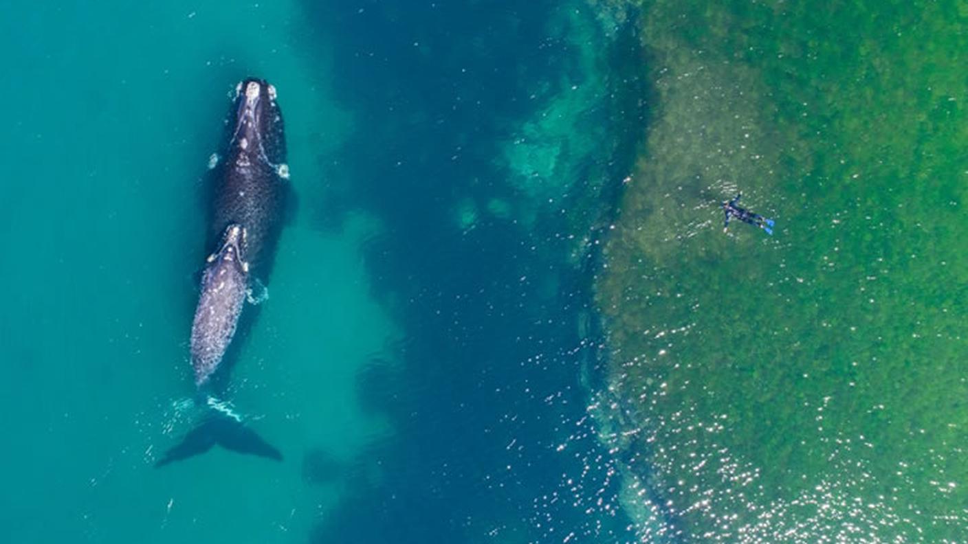 Un uomo nuota vicino a una balena; Argentina