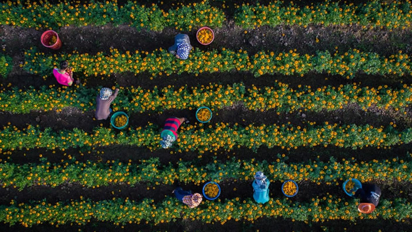 La raccolta delle calendule in Thailandia