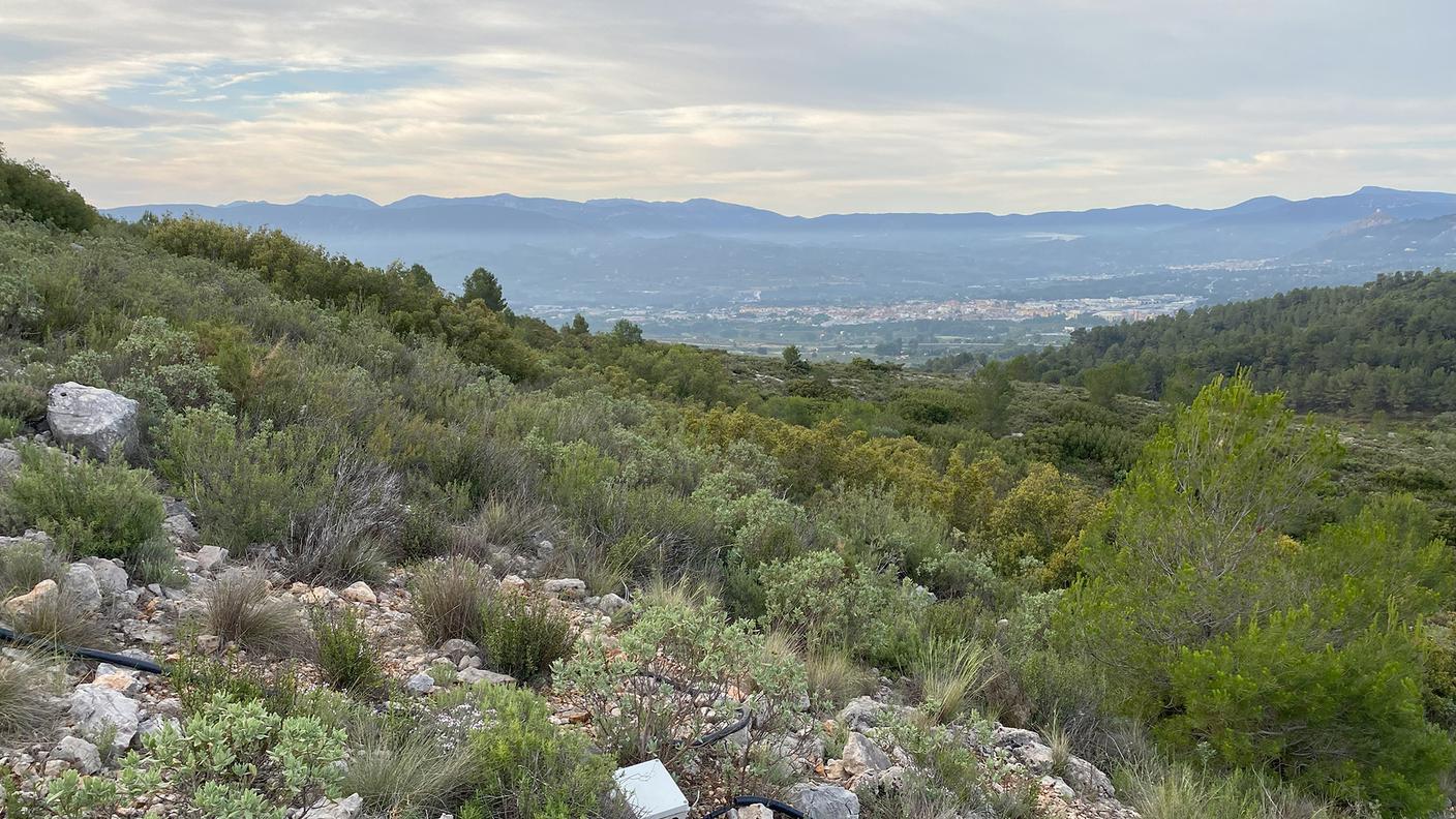 Qcoccifera_forest_Spain.jpg