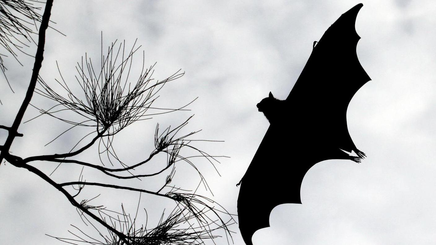 Un pipistrello in volo...