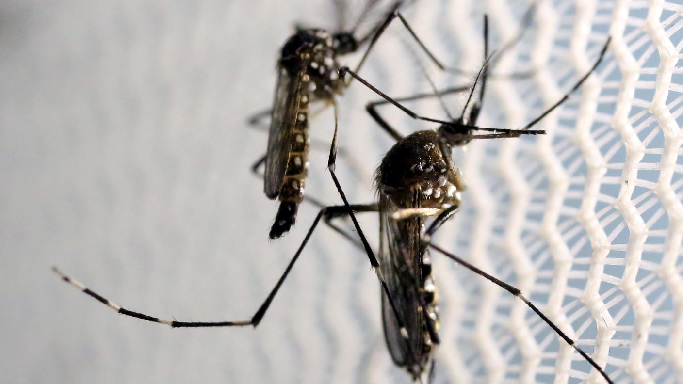 Studiate in particolare le Aedes Aegypti, vettori di dengue, febbre gialla e Zika
