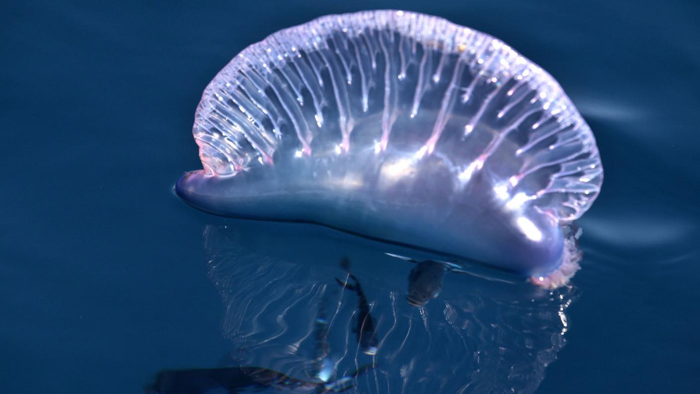 La velenosissima Caravella portoghese (Physalia physalis), avvistata in Sicilia, Sardegna e Calabria