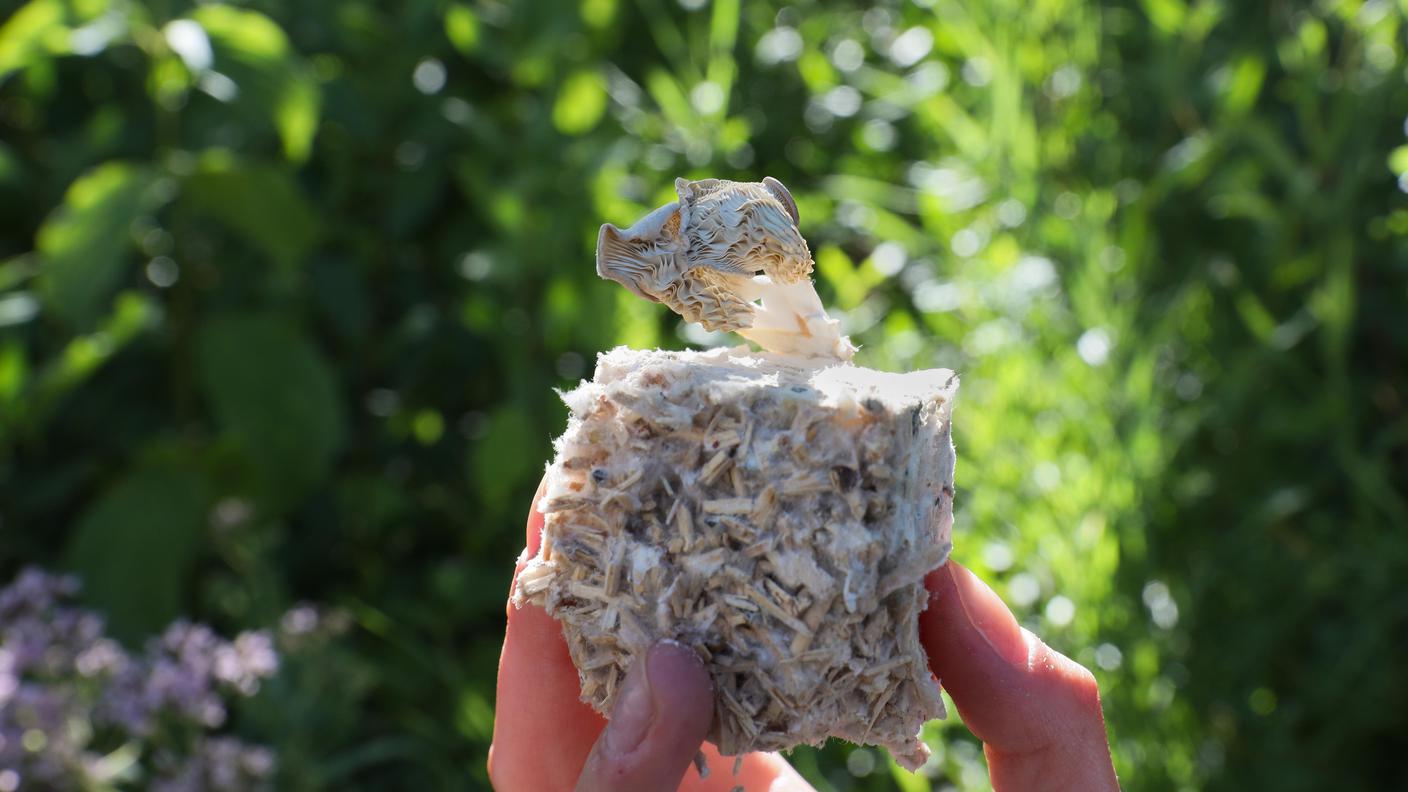 Il materiale che potrebbe sostituire la plastica sviluppato al Poli di Losanna