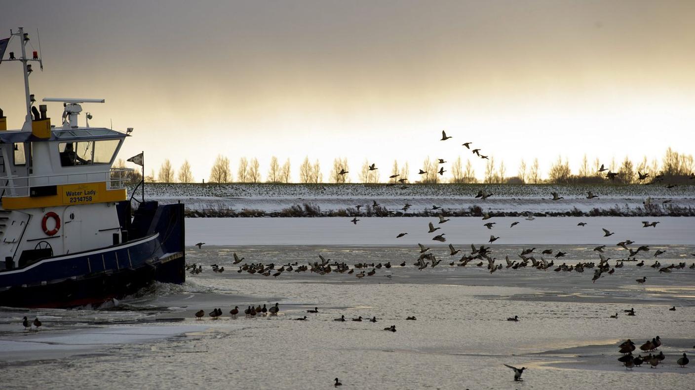 Atteso un ritorno degli uccelli migratori, della flora e della fauna ittica