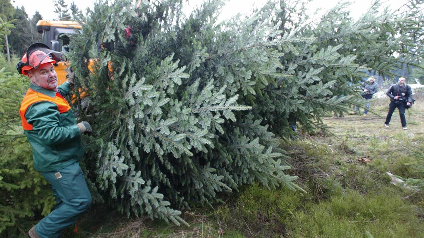 Il genoma dell'abete bianco ha 18 miliardi di cosiddette coppie basi