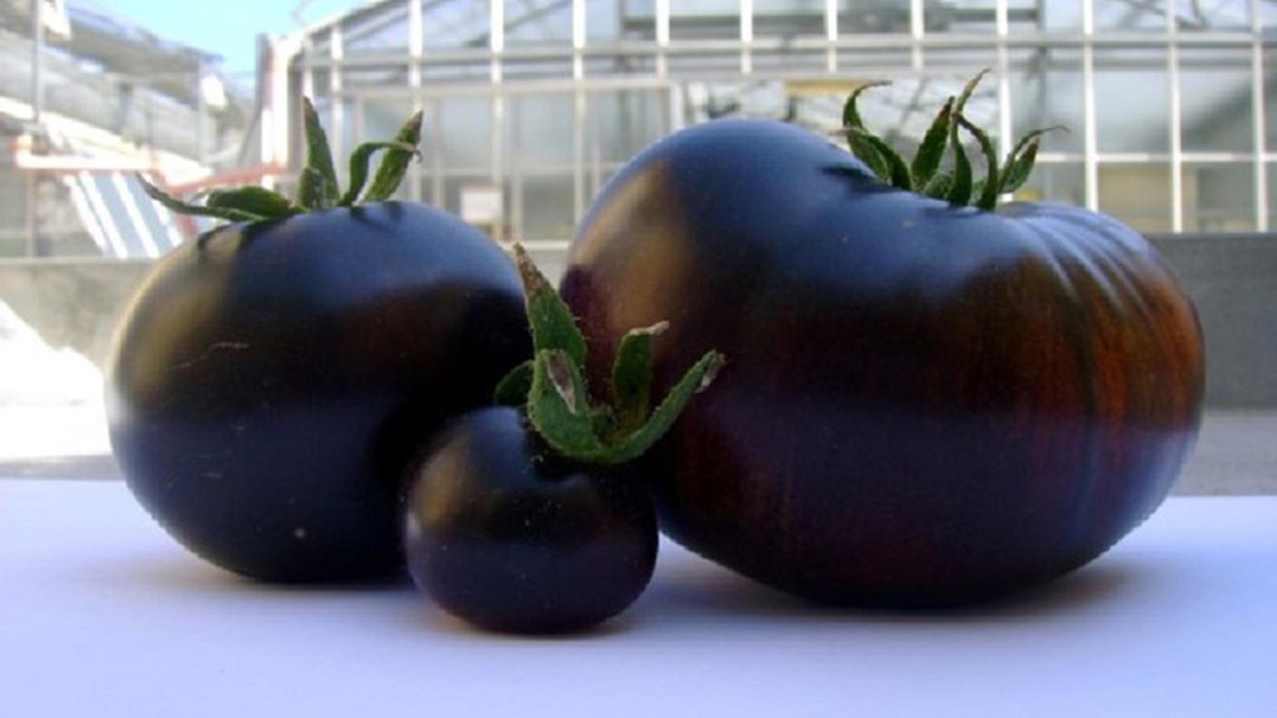 In origine il pomodoro aveva la buccia viola