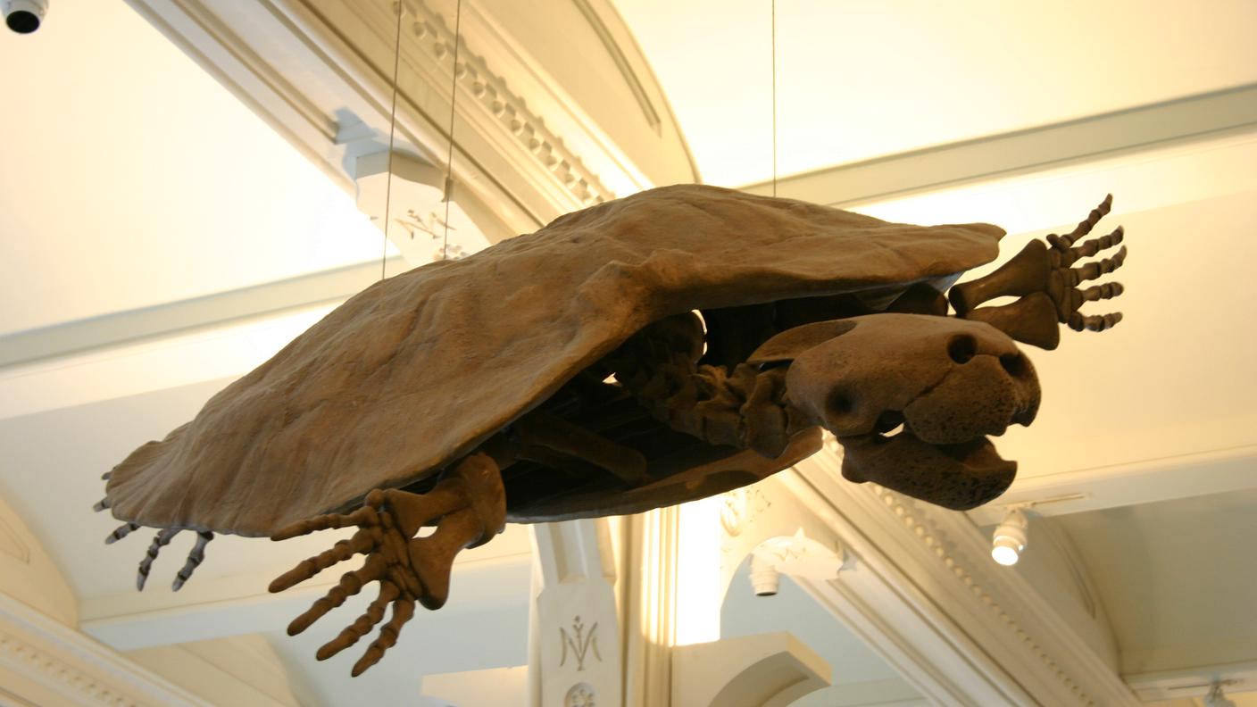 Una ricostruzione museale della Stupendemys geographicus