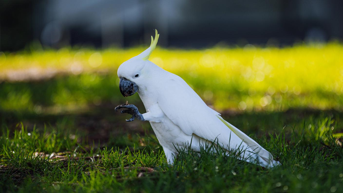 cockatoo