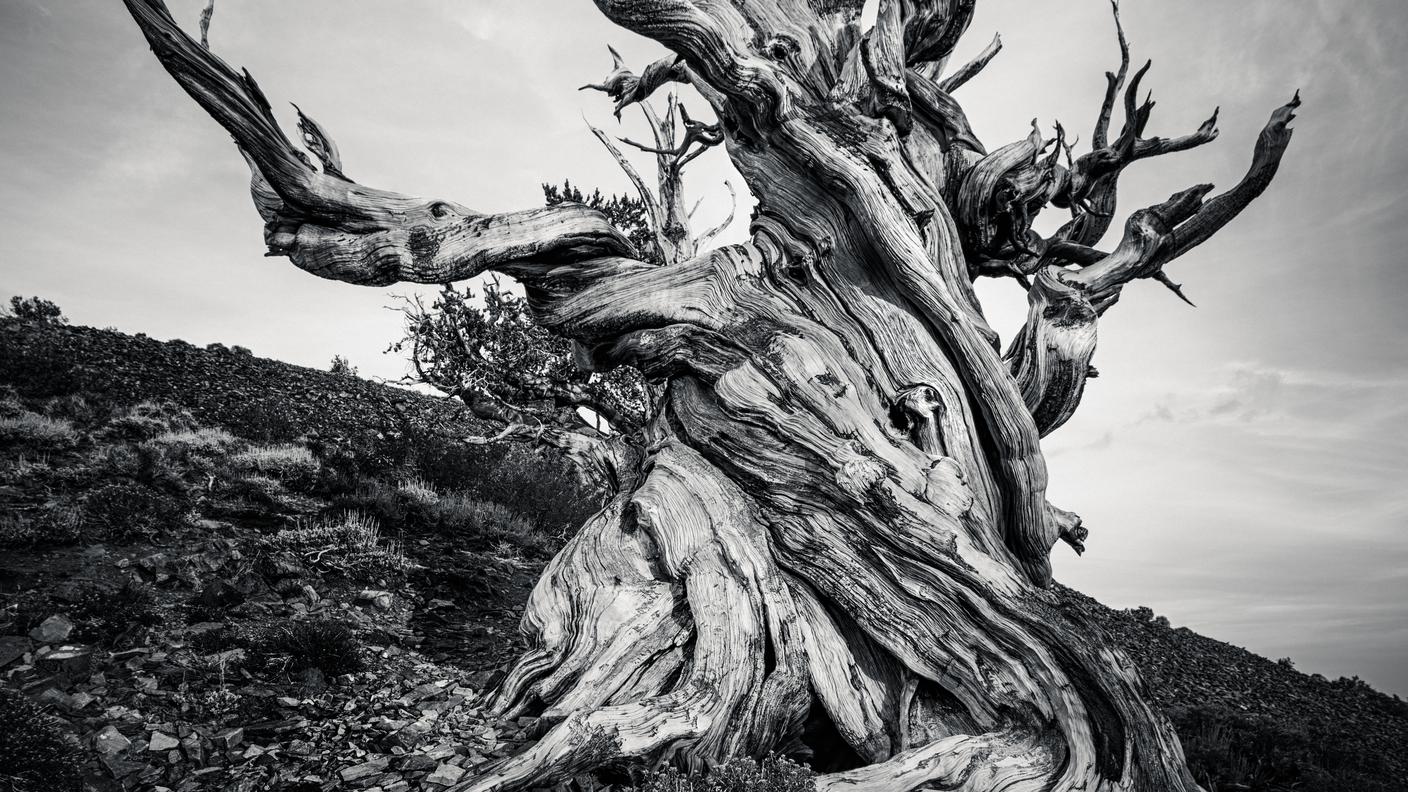 Methuselah pinus longaeva
