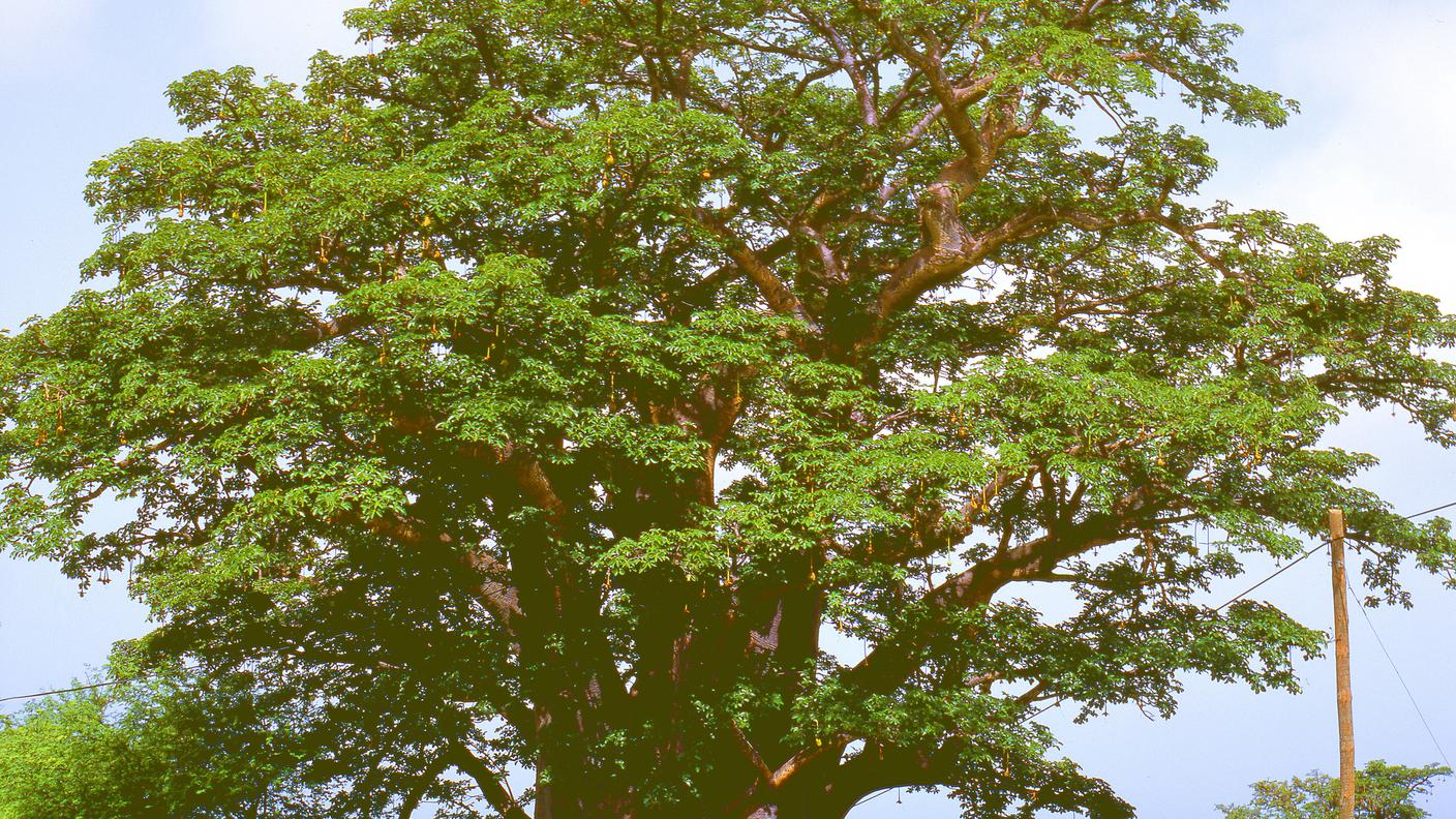 baobab