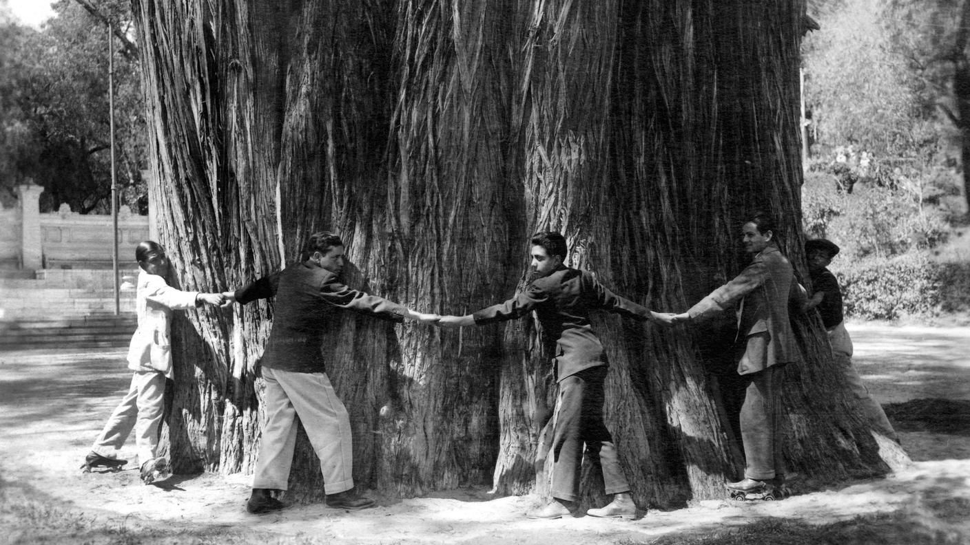 sequoia abbraccio