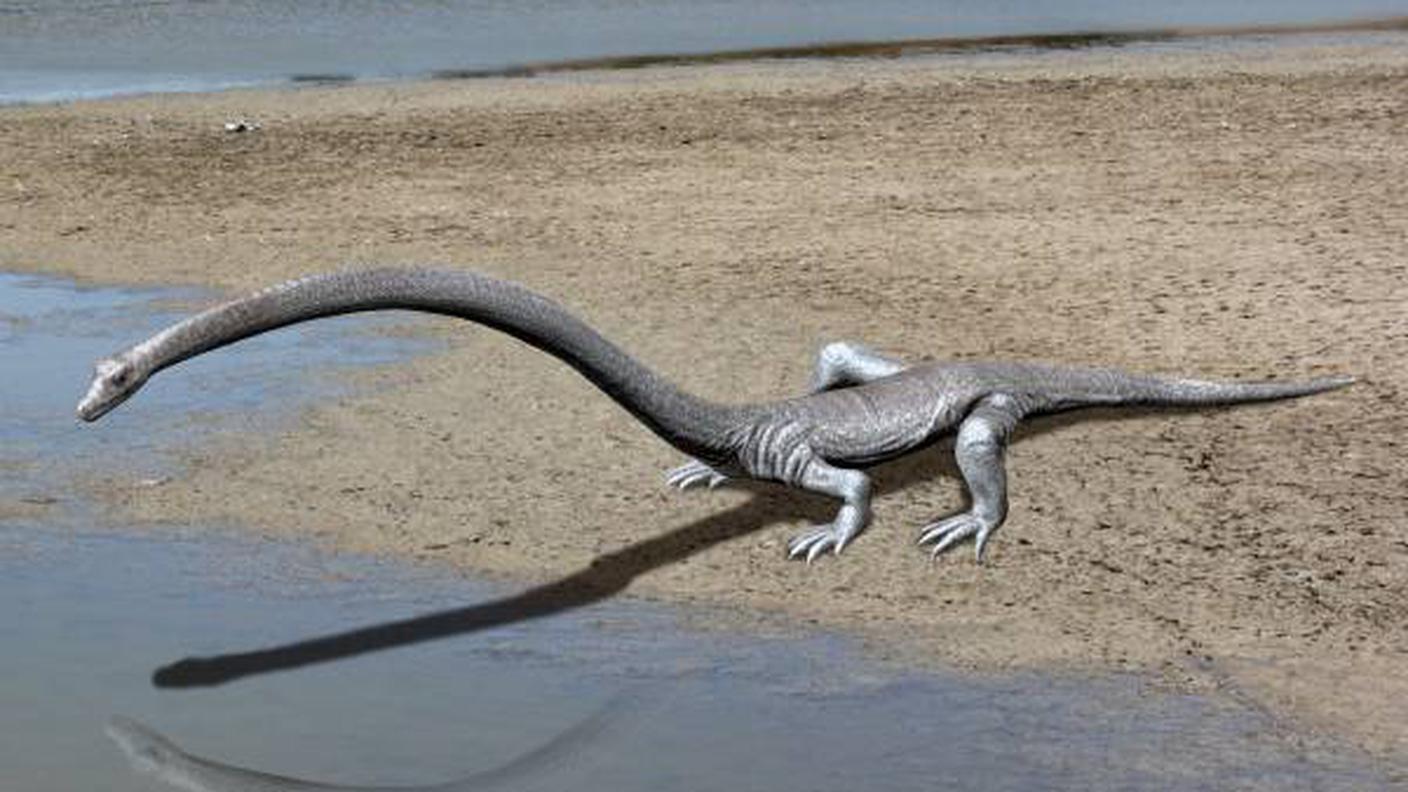 L’animale è vissuto 242 milioni di anni fa