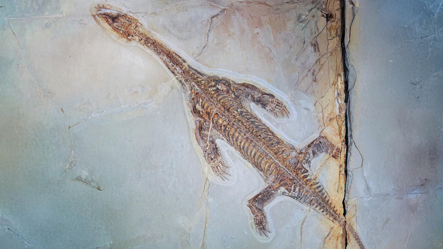 Immagine 1 - Lariosaurus valceresii.jpg