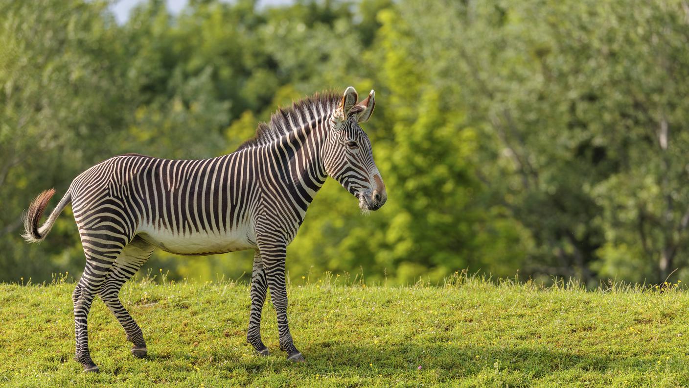 grevy zebra